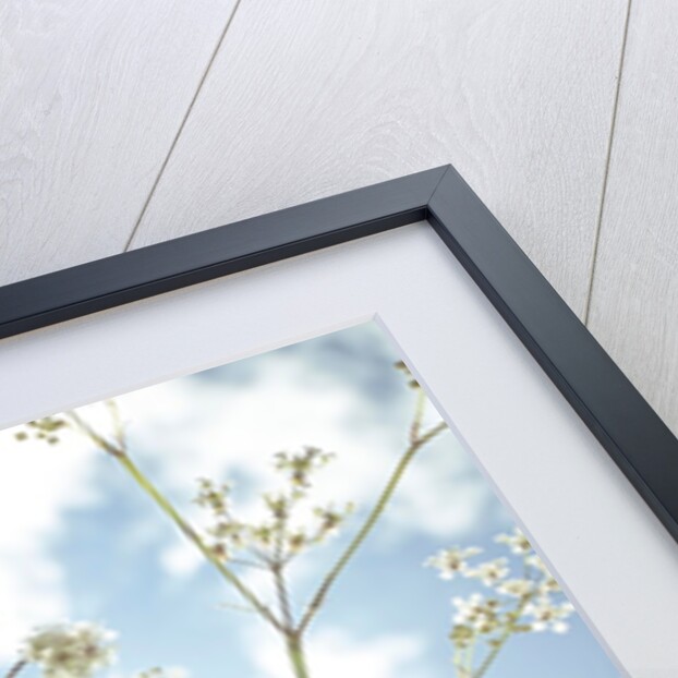 Cow parsley flowers by Assaf Frank